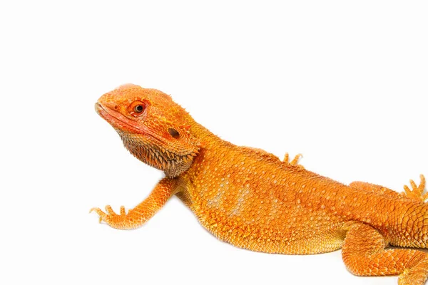 Bearded dragon — Stock Photo, Image