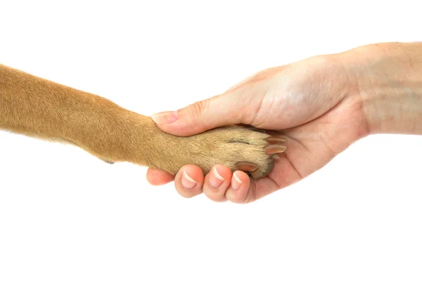 Pata de cão e mão humana aperto de mão, Amizade entre humanos e — Fotografia de Stock