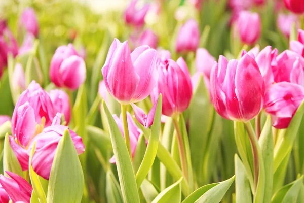 Rosa tulipan på gardren – stockfoto