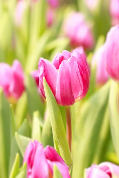 Rosa tulipan på gardren – stockfoto