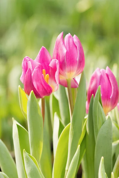 Dof 花园里的粉红郁金香 — 图库照片