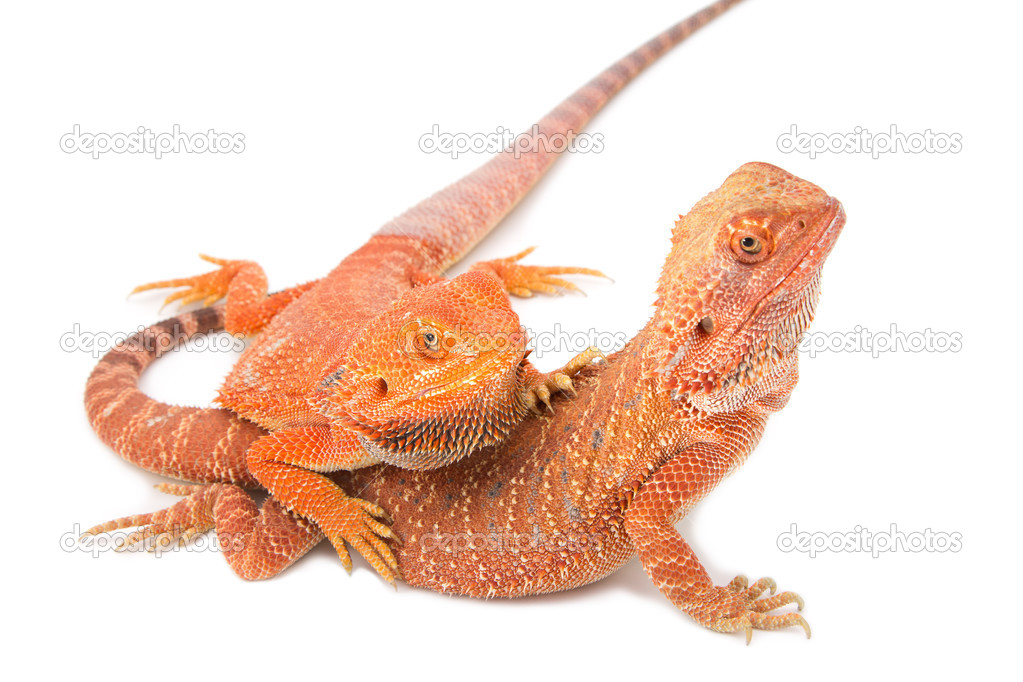 two bearded dragon mating on white background