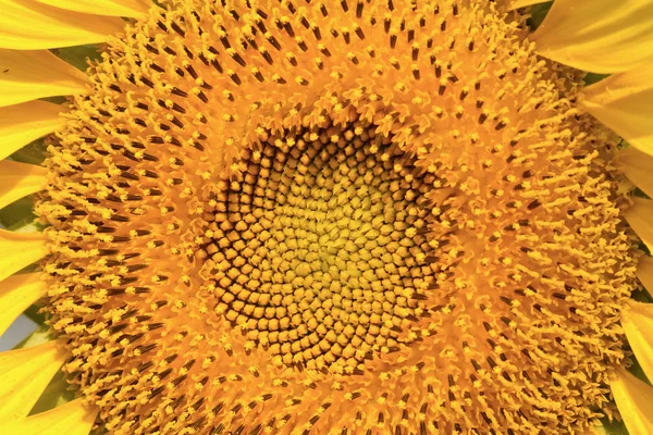 Closeup of sun flower blooms use for background — Stock Photo, Image