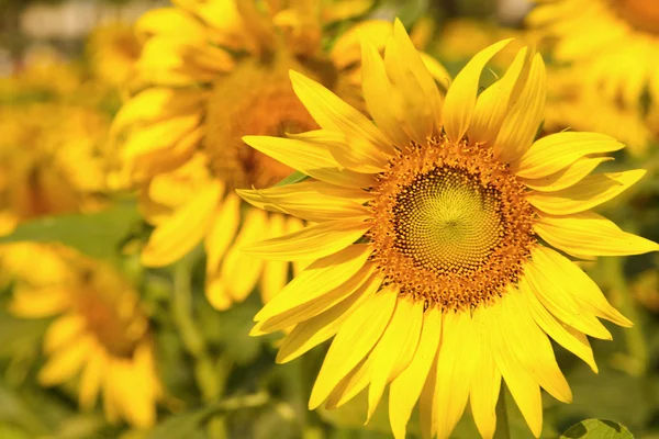 The sunflower in a field — Stock Photo, Image