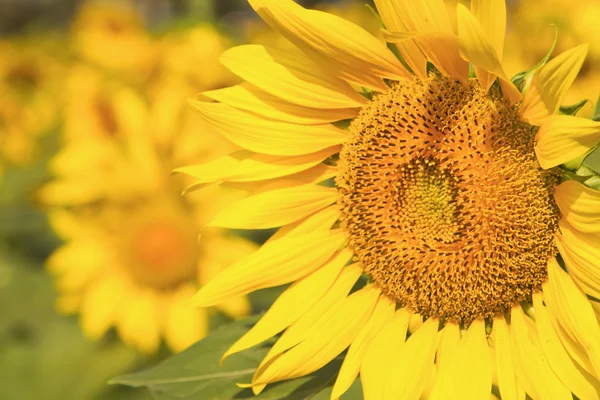 The sunflower in a field — Stock Photo, Image