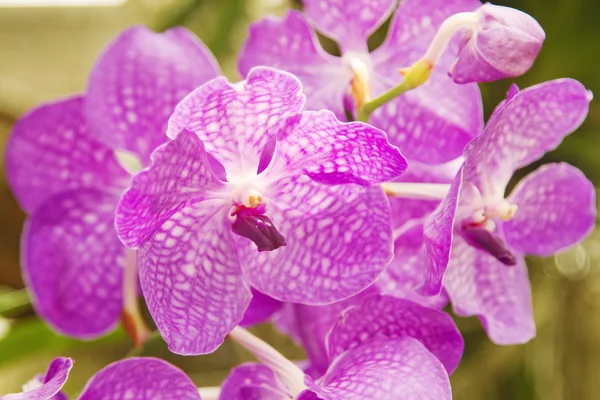 Bloeiende orchid, violet vanda orchid — Stockfoto