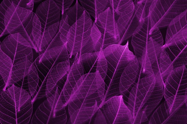 Texture et arrière-plan de feuilles colorées — Photo