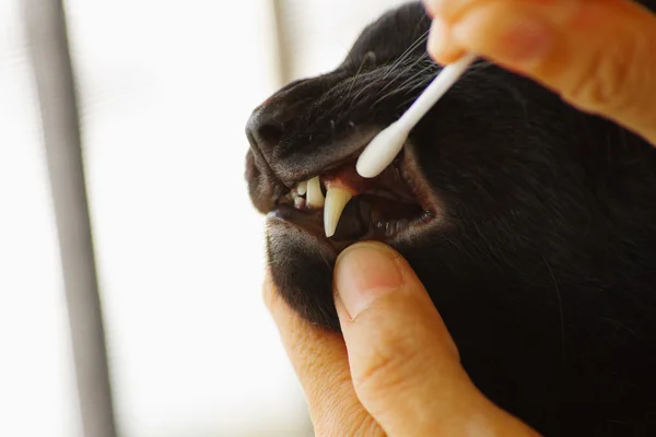 Soins des dents de chat, Nettoyage vétérinaire des dents sur un chat — Photo