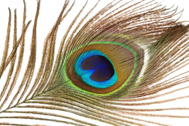 Tavus kuşu tüyü beyaz zemin üzerine, yakın çekim