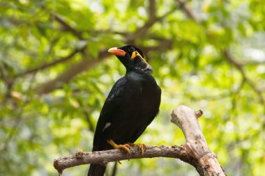 bir tepenin papağan portresi