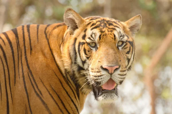 Tijger in de jungle — Stockfoto