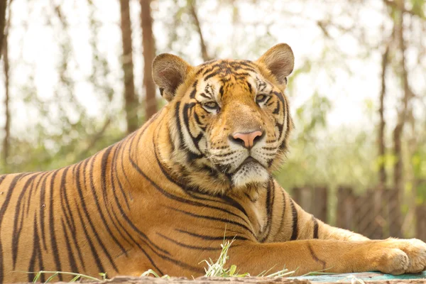 Tigre acostado en la naturaleza — Foto de Stock