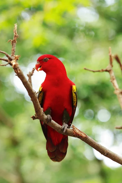 Красная Лори стоит на ветке дерева, попугай — стоковое фото