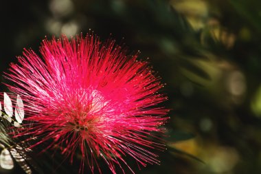 pembe powderpuff çiçek