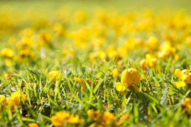 Yeşil çimenlerin üzerinde sarı çiçek