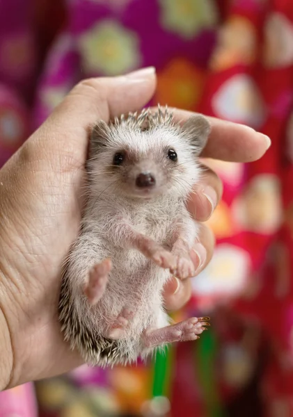 Hand holding hedgehog — Stock Photo, Image