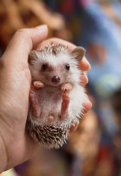 African pygmy hedgehog on hand holding — Stock Photo, Image