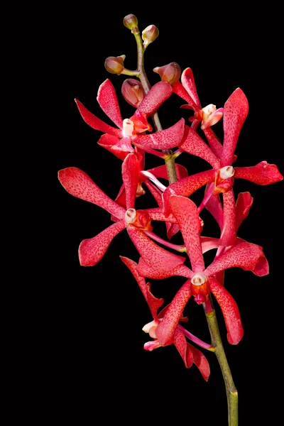 Červená mokara orchidej — Stock fotografie