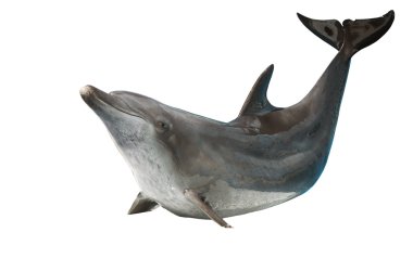 içinde yunus yolu ile beyaz arka plan