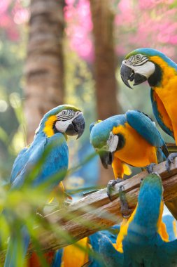 ağaç üzerinde renkli Amerika papağanı