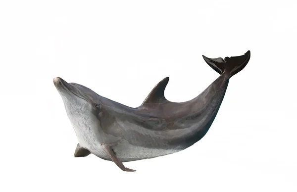 Il delfino in fondo bianco — Foto Stock