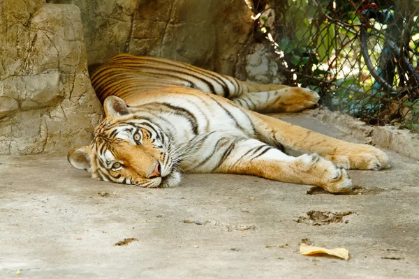 Tigre acostado en el suelo — Foto de Stock