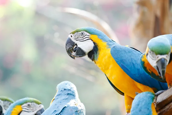 Colorful macaw on the tree — Stock Photo, Image