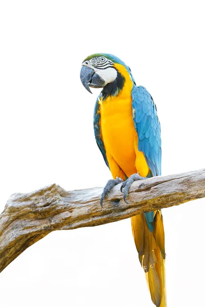 Blue & Gold Macaw на белом фоне — стоковое фото