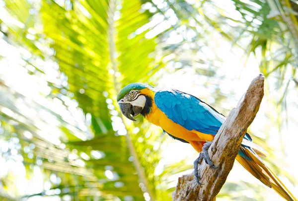 Colorful macaw on the tree — Stock Photo, Image