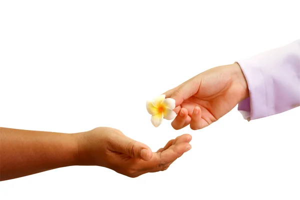 Mano del médico dando una flor a la mano del paciente — Foto de Stock