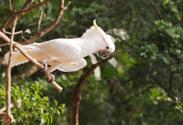 Cacatúa de cresta amarilla — Foto de Stock