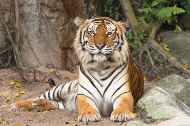 bengal kaplanı portresi