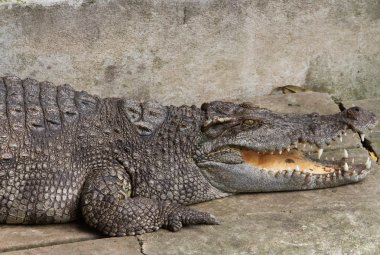 Açık çene ile timsah ait closeup fotoğraf