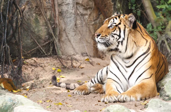 Retrato de tigre de Bengala — Fotografia de Stock