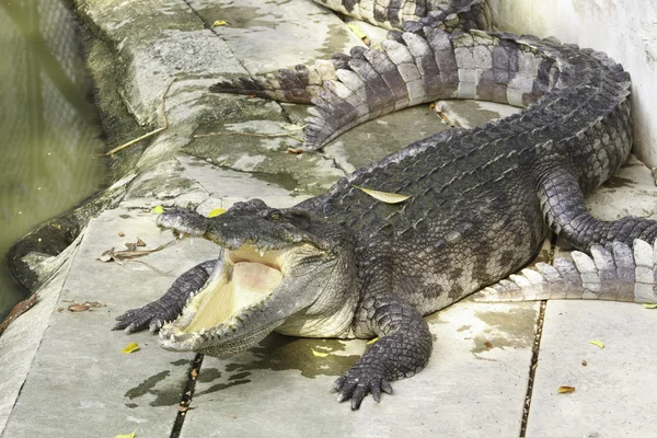 Wildlife crocodile — Stock Photo, Image