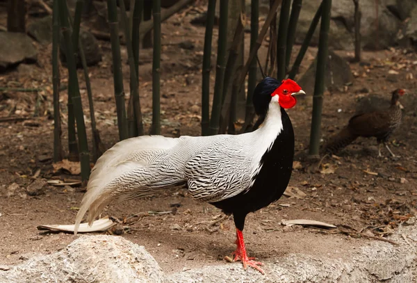 Silver burung pegar — Stok Foto