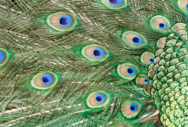 Красивые яркие перья павлина — стоковое фото
