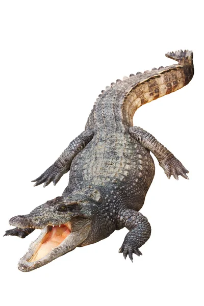 Крокодил, изолированный на белом черном поле — стоковое фото