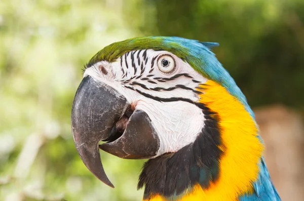 Portrait of macaw face — Stock Photo, Image