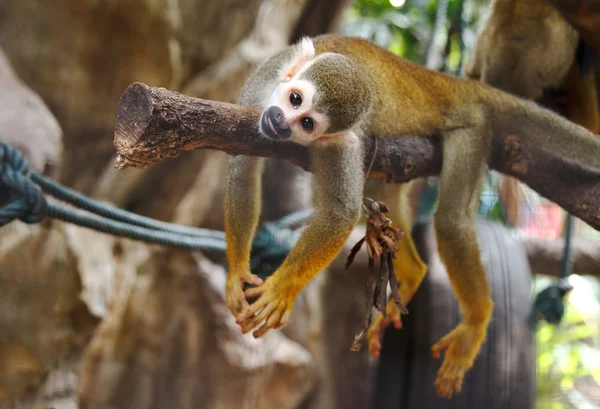 Squirel Monkey ,Saimiri sciureus — Stock Photo, Image