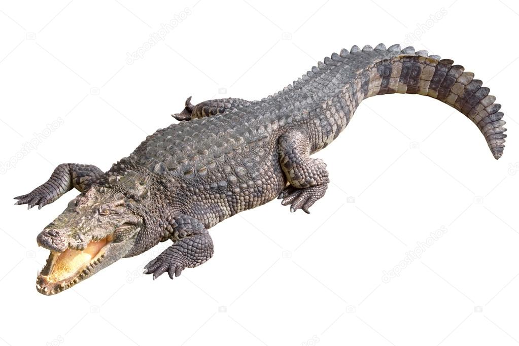 Crocodile isolated on white blackground