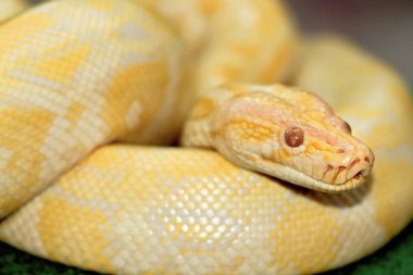 Albino boa constricto