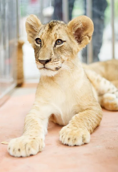 Petit lion regardant photographe — Photo