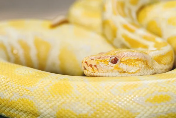 Los albinos boa constricto — Foto de Stock