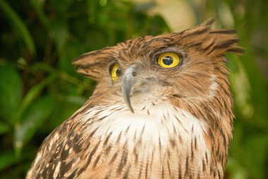 closeup ağaç üzerinde güzel baykuş