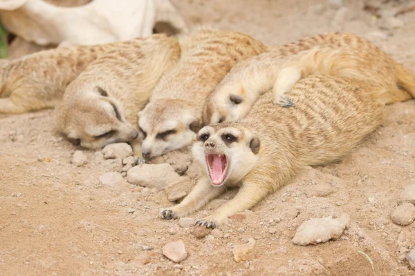 Meerkat uyku bir kum üzerinde grubu. — Stok fotoğraf