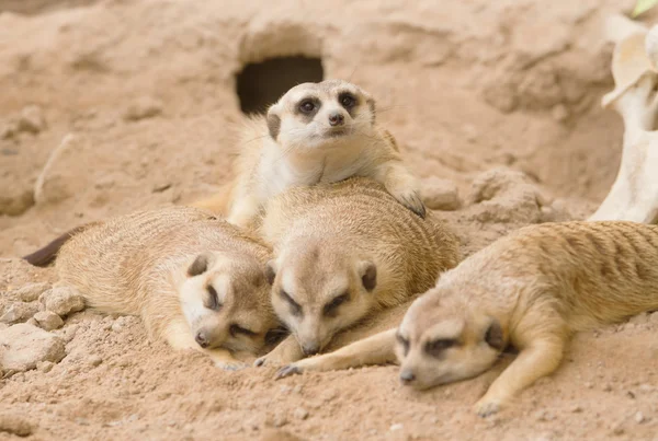 Grupo de suricatas duermen en una arena . — Foto de Stock