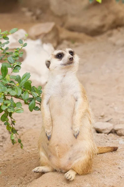 Meerkat Standing upright to guard and looking alert — Stock Photo, Image