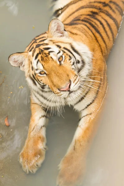 Tiger in het zwembad — Stockfoto