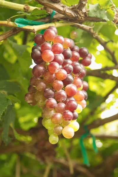 Uvas en viñedo —  Fotos de Stock